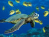 Морская черепаха: оригинал