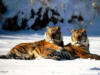 Тигры пара на снегу: оригинал