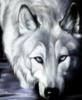 Белая волчица: оригинал