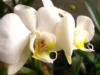 Орхидея Фаленопсис: оригинал