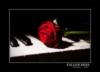 Схема вышивки «Роза на пианино»