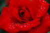Красная роза: оригинал