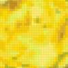 Желтый шиповник: предпросмотр