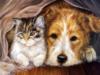 Схема вышивки «Пес и котенок»