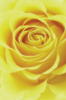 Желтая роза: оригинал