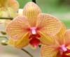 Оранжевая орхидея: оригинал
