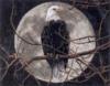 Схема вышивки «Орел в лунном свете»