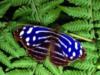 Синяя бабочка: оригинал
