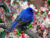 Синяя птица: оригинал