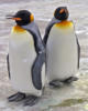 Схема вышивки «2 пингвина»