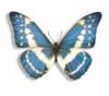 Схема вышивки «Бабочка голубая»