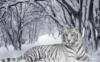 Тигр в снегу: оригинал
