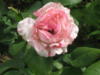 Схема вышивки «Розовая в крапинку роза»