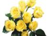 Желтые розы 1: оригинал