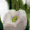 Букет белых тюльпанов: предпросмотр