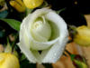 Белая роза в букете желтых: оригинал