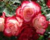 Разноцветные розы: оригинал