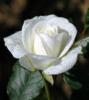 Белая роза с росой: оригинал