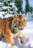 Схема вышивки «Зима и тигр»