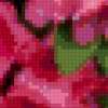 Цветущий рододендрон: предпросмотр