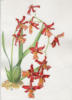 Красная орхидея: оригинал