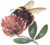 Схема вышивки «Пчёлка на цветке клевера»