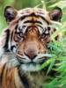 Тигр портрет: оригинал