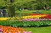 Парк цветов в Голландии: оригинал