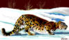 Снежный леопард: оригинал