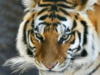 Красавец тигр: оригинал