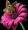 Схема вышивки «Цветок и бабочка 4»
