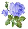 Схема вышивки «Подушка "Голубая роза"»