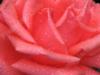 Схема вышивки «Коралловая роза»