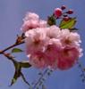 Схема вышивки «Цветы сакуры розовой»