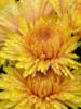 Желтые хризантемы: оригинал