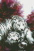 Белые тигры: оригинал