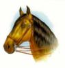 Схема вышивки «Голова лошади»