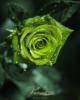 Зеленая роза: оригинал