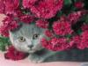 Серый котик в хризантемах: оригинал