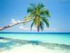 Пляж с пальмой: оригинал