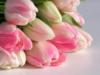 Схема вышивки «Spring tulips»