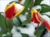 Тюльпаны и снег: оригинал