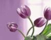 Сиреневые тюльпаны: оригинал