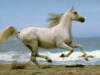 Белая лошадь на море: оригинал