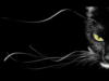Схема вышивки «Чёрная кошка...»