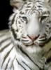 Схема вышивки «Белый тигр 3»
