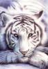 Схема вышивки «Белый тигр 5»