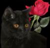 Схема вышивки «Кот и красная роза»