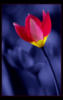 Тюльпан на синем фоне: оригинал