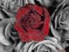 Схема вышивки «Красно-серые розы»